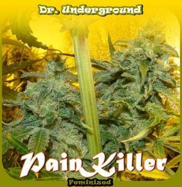 PainKiller — image 2