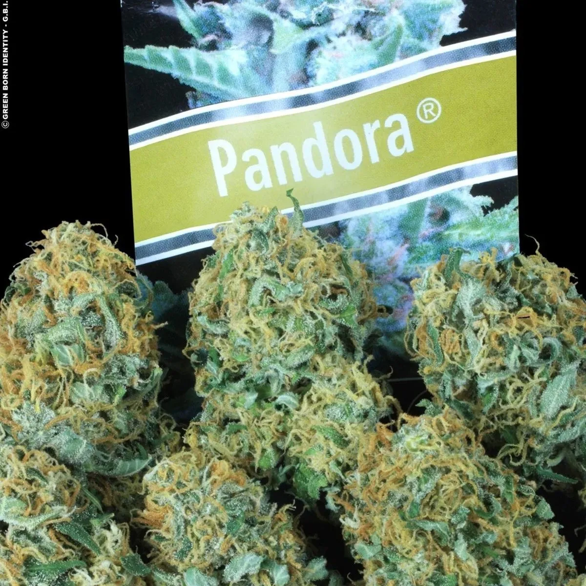 Pandora — image 3