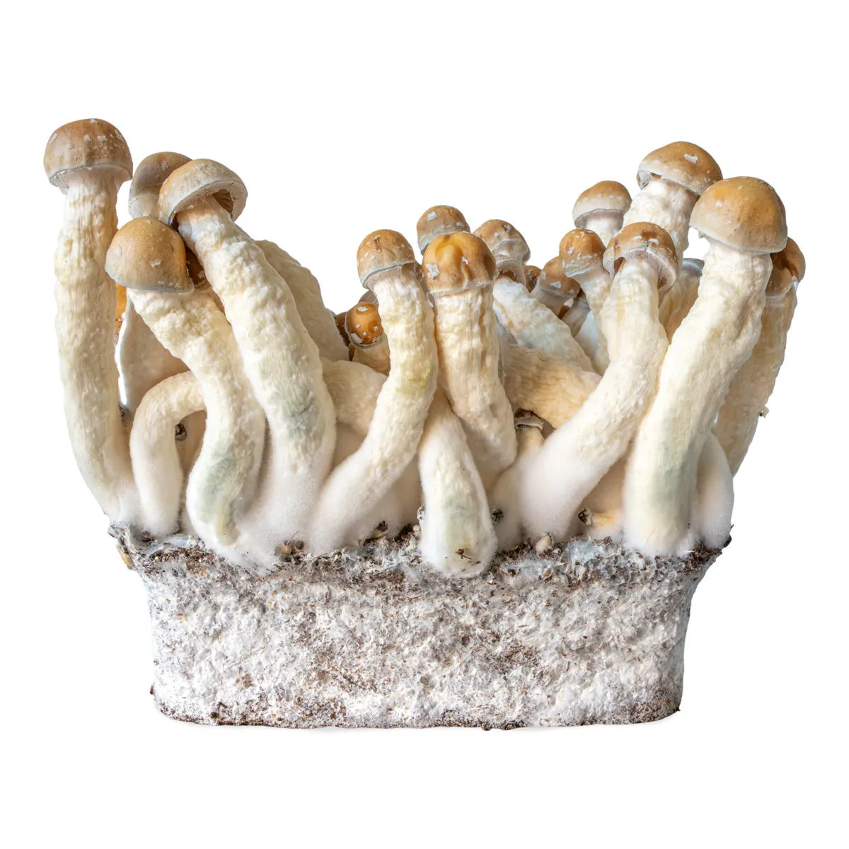 Seringue de culture liquide Penis Envy (Acid Shroomz) — image 3