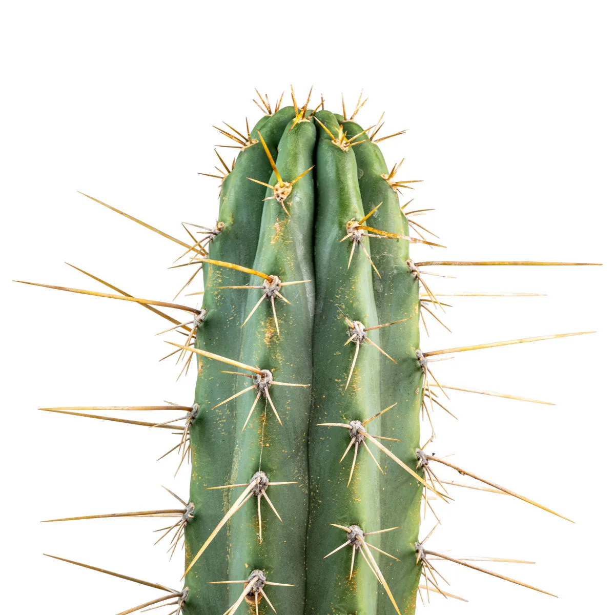Peruvian Torch XL (Echinopsis peruviana) — image 2
