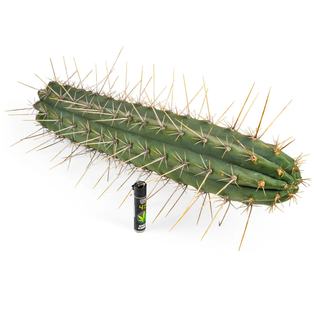 Peruvian Torch XL (Echinopsis peruviana) — image 3