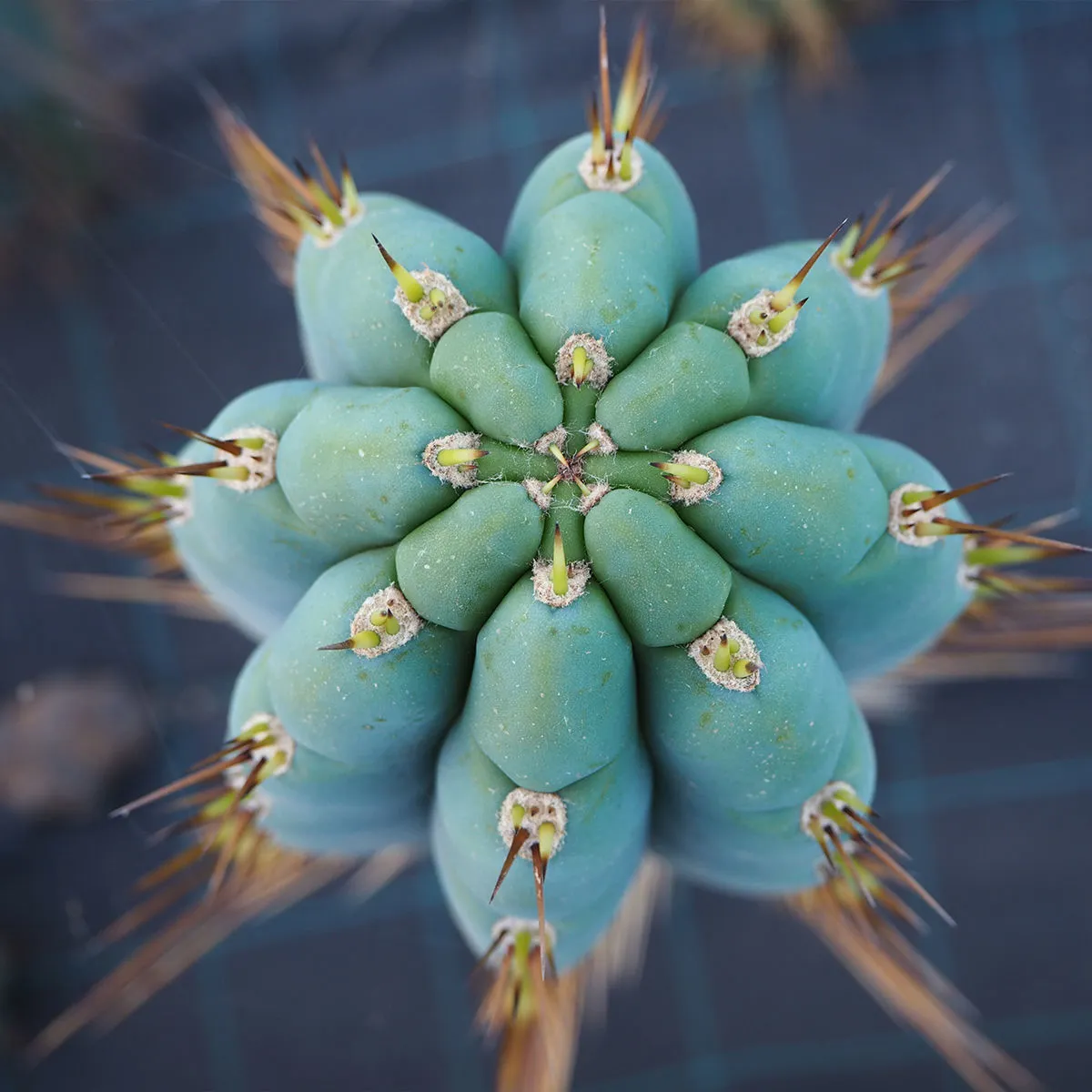 Peruvian Torch XL (Echinopsis peruviana) — image 4
