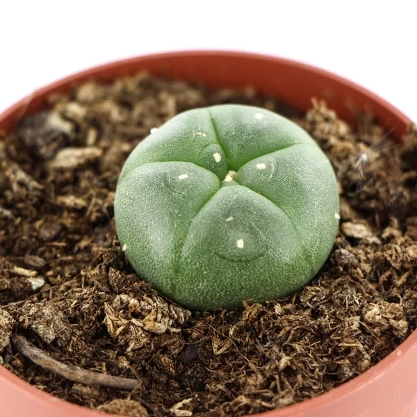 Peyote — image 2