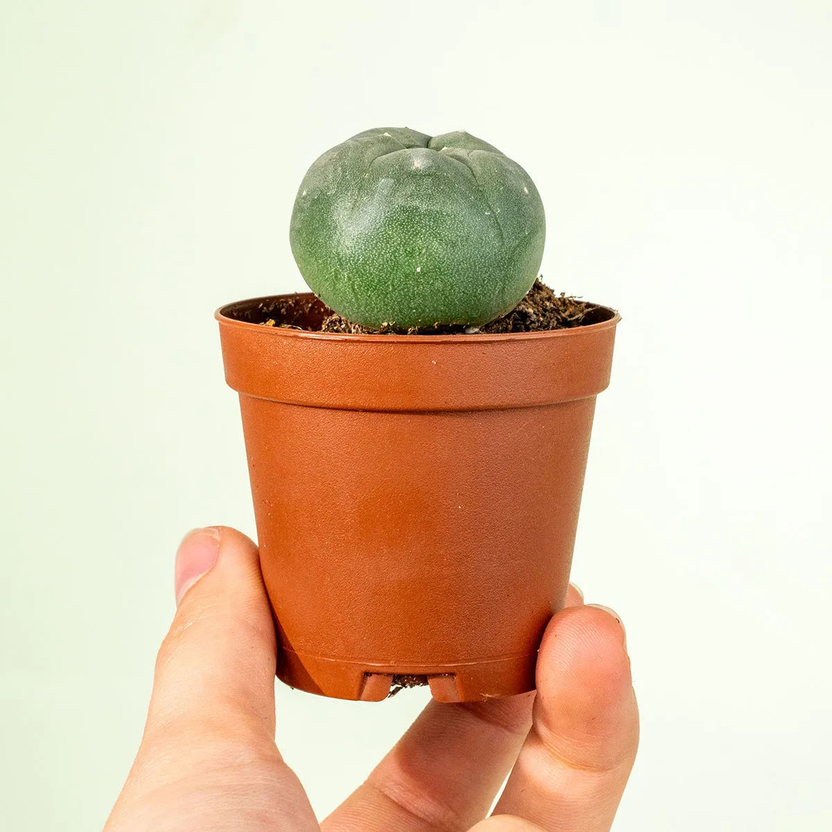 Peyote — image 3