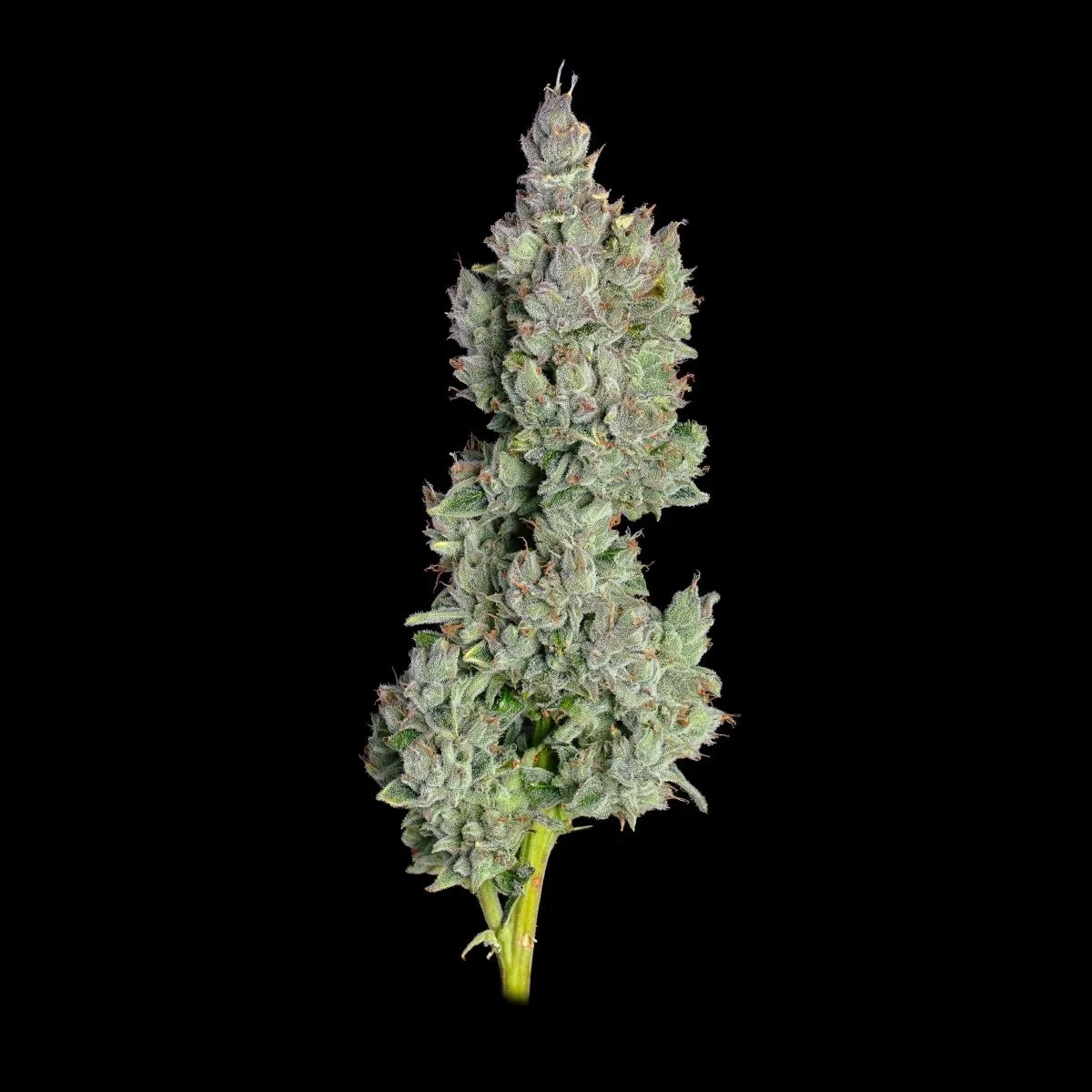 Pineapple Daddy — image 2