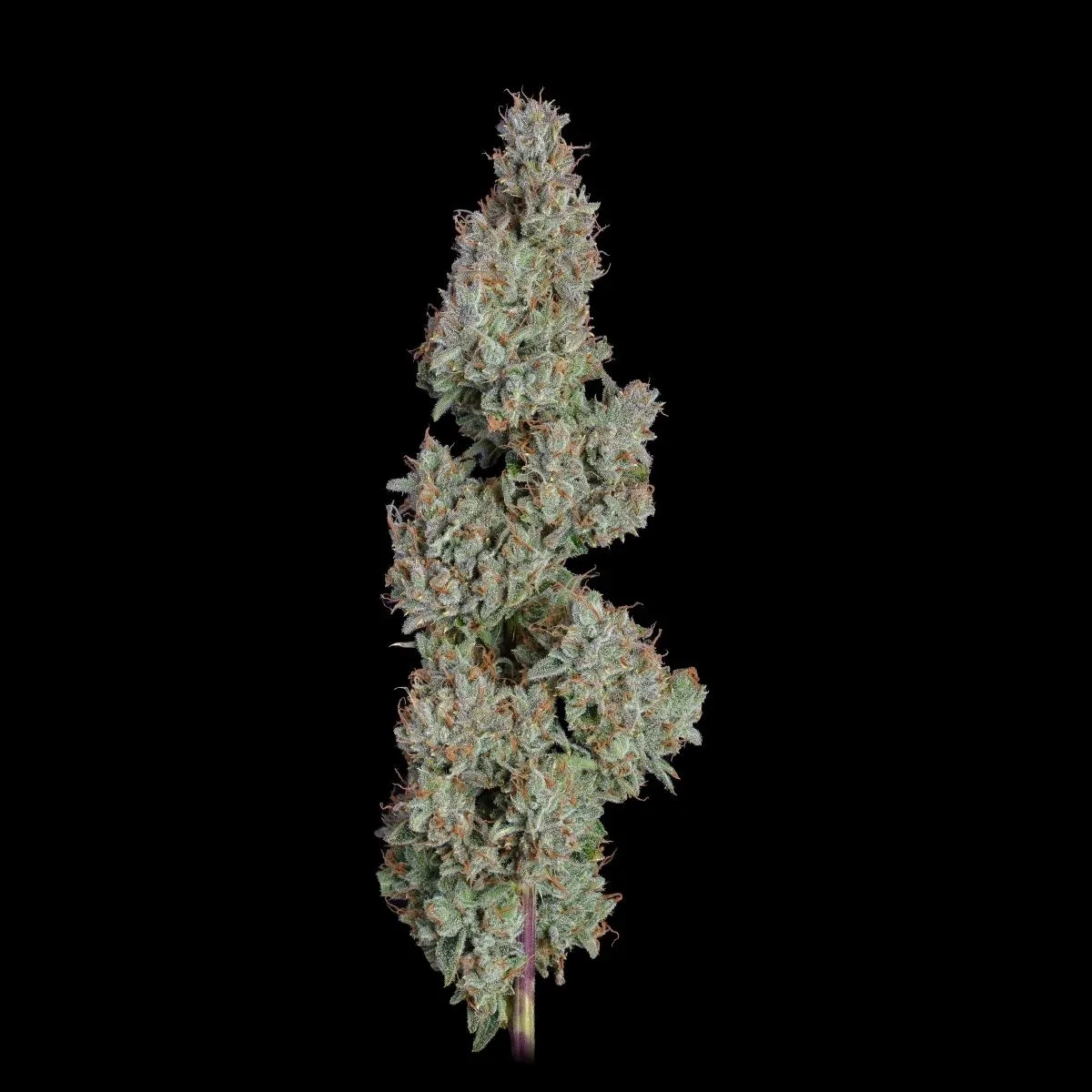 Pineapple Diesel — image 2