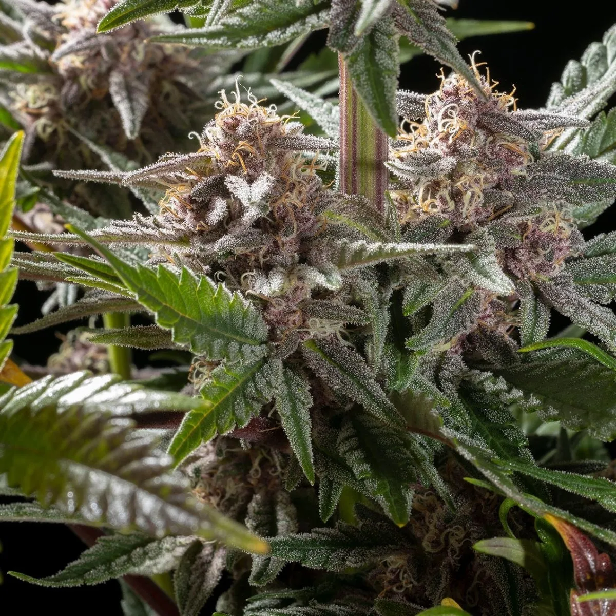 Pink Gelato — image 2