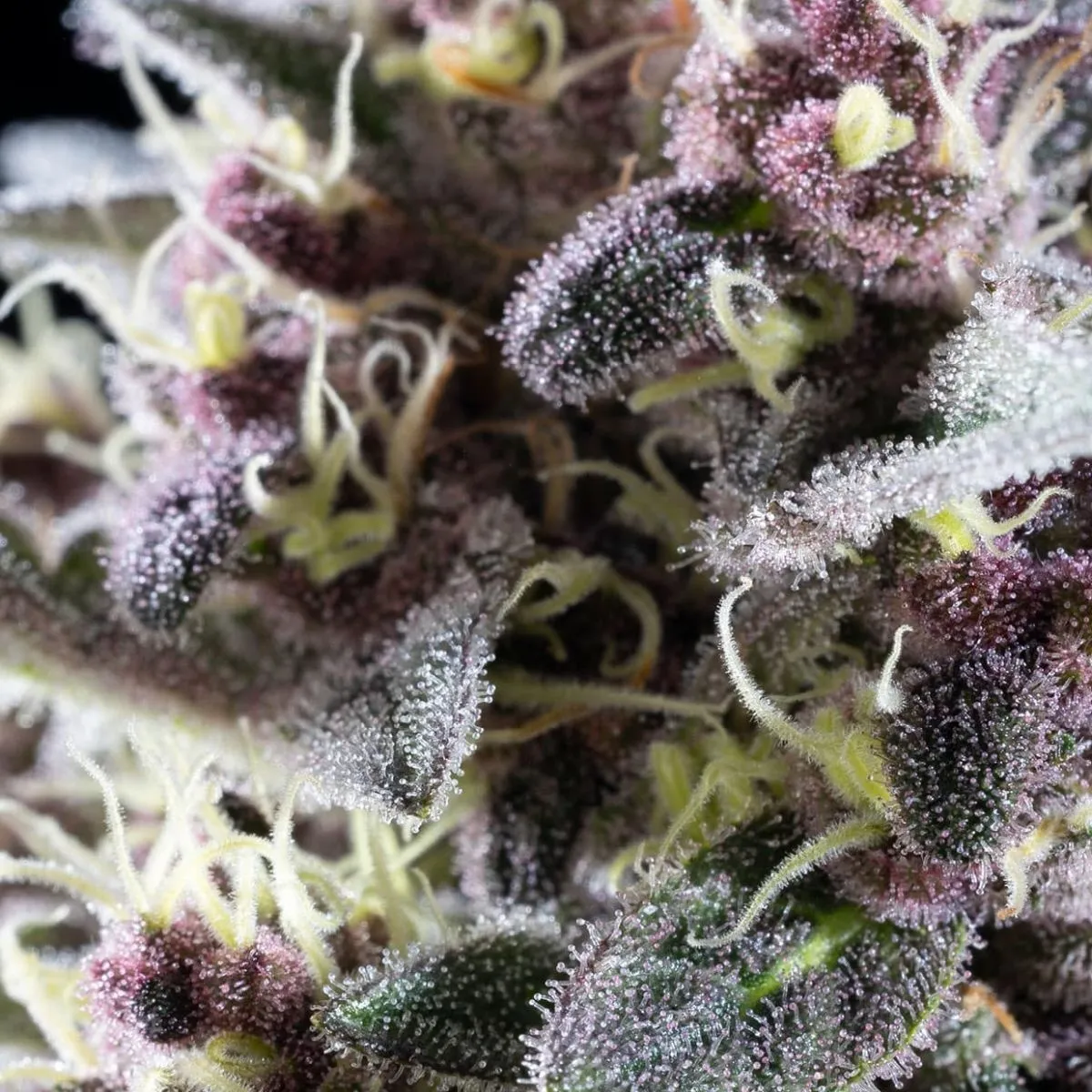 Pink Gelato — image 3