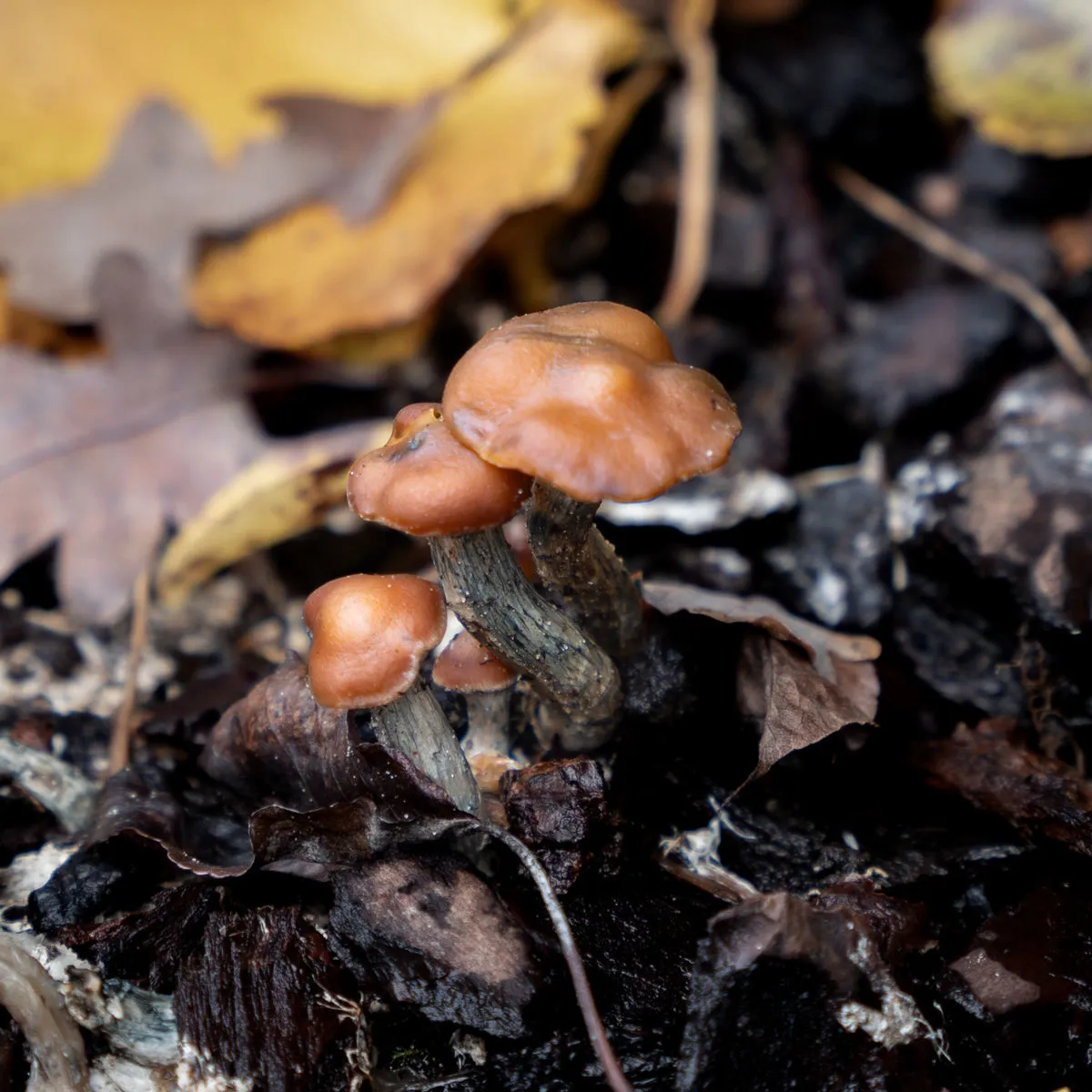 Seringue de culture liquide Psilocybe azurescens (Acid Shroomz) — image 2