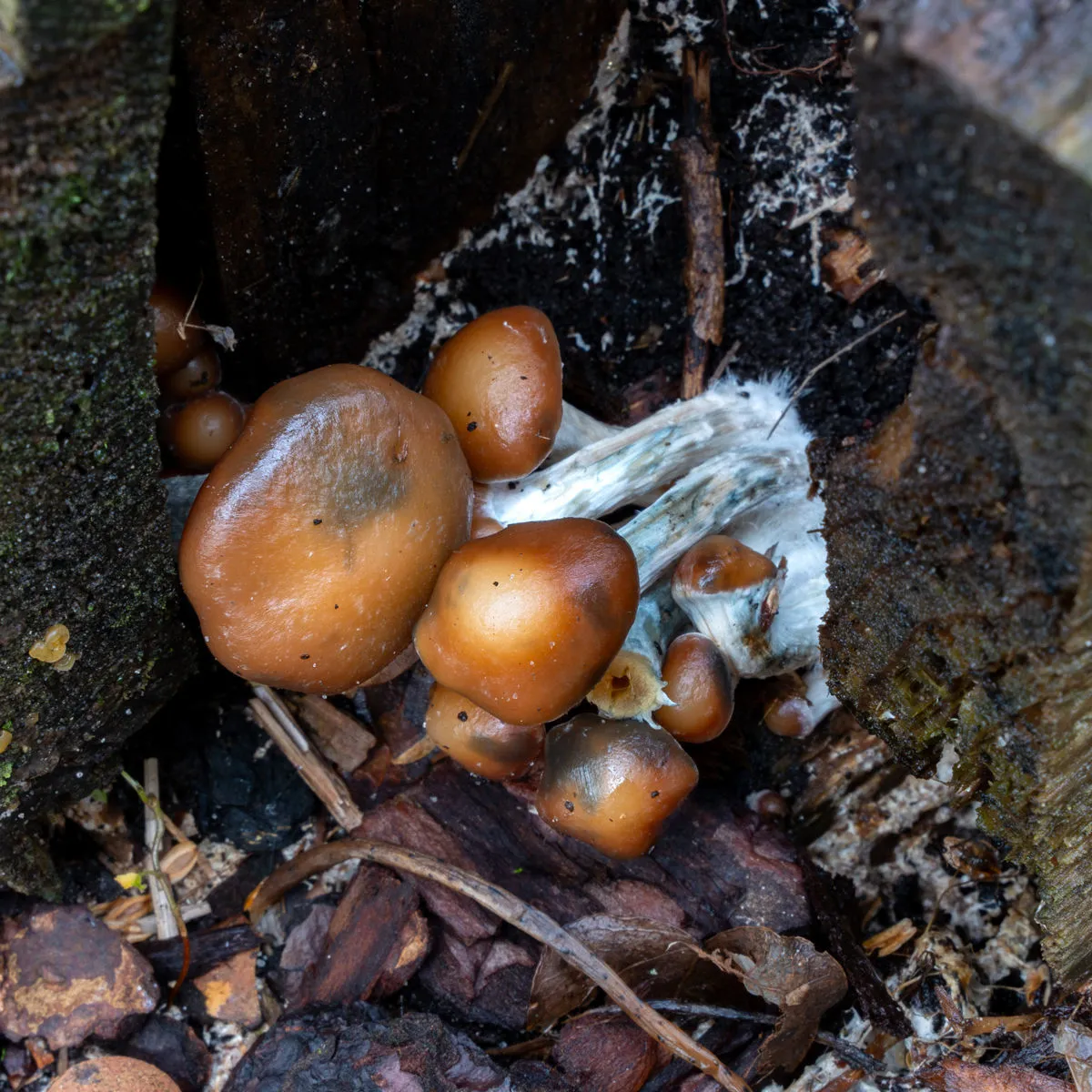 Seringue de culture liquide Psilocybe azurescens (Acid Shroomz) — image 3