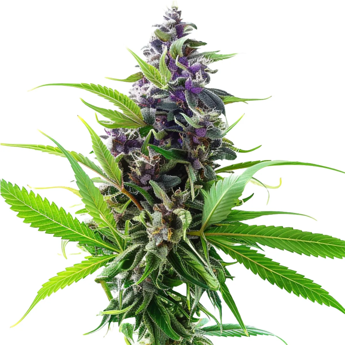 Purple Haze Auto — image 2