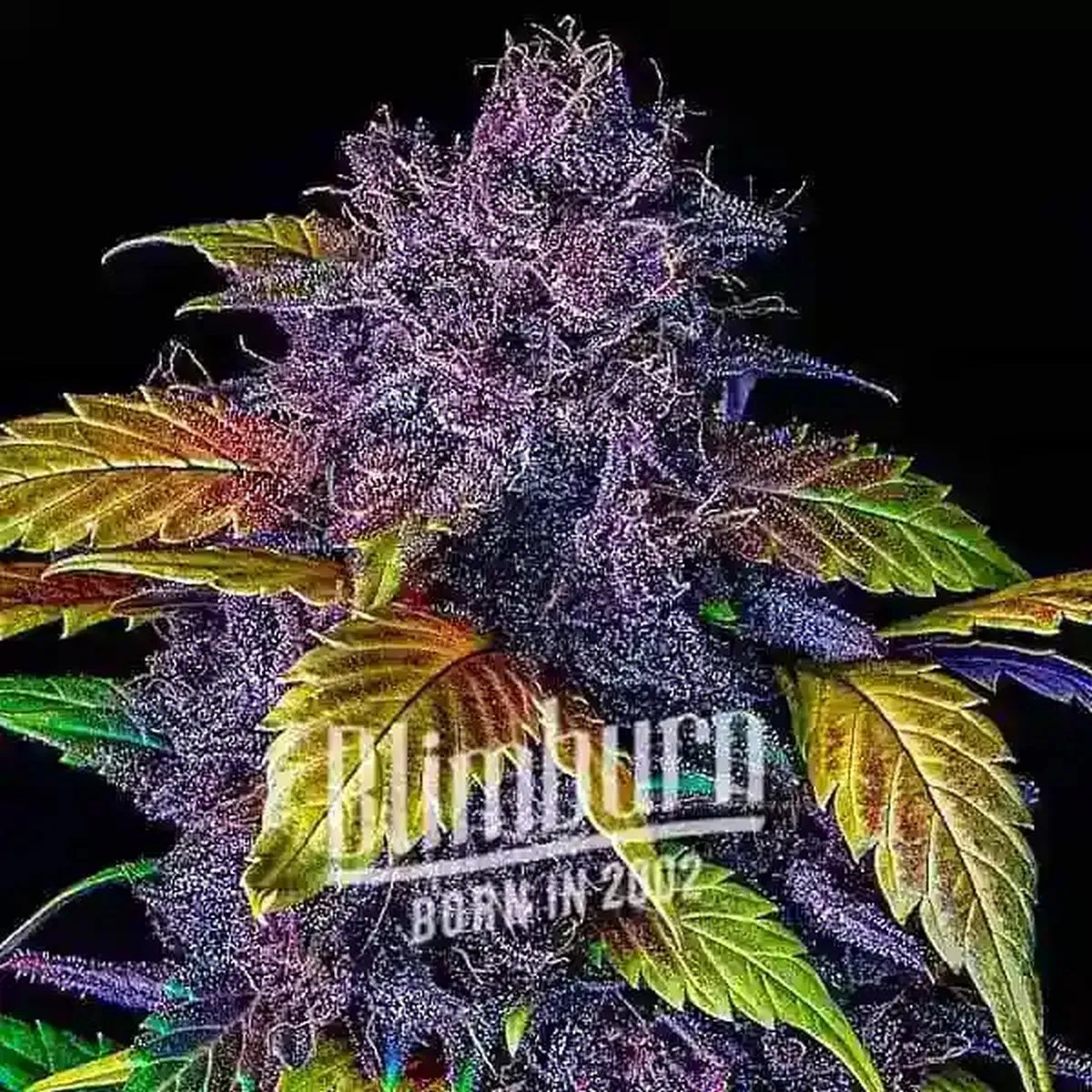 Purple Lemonade — image 2