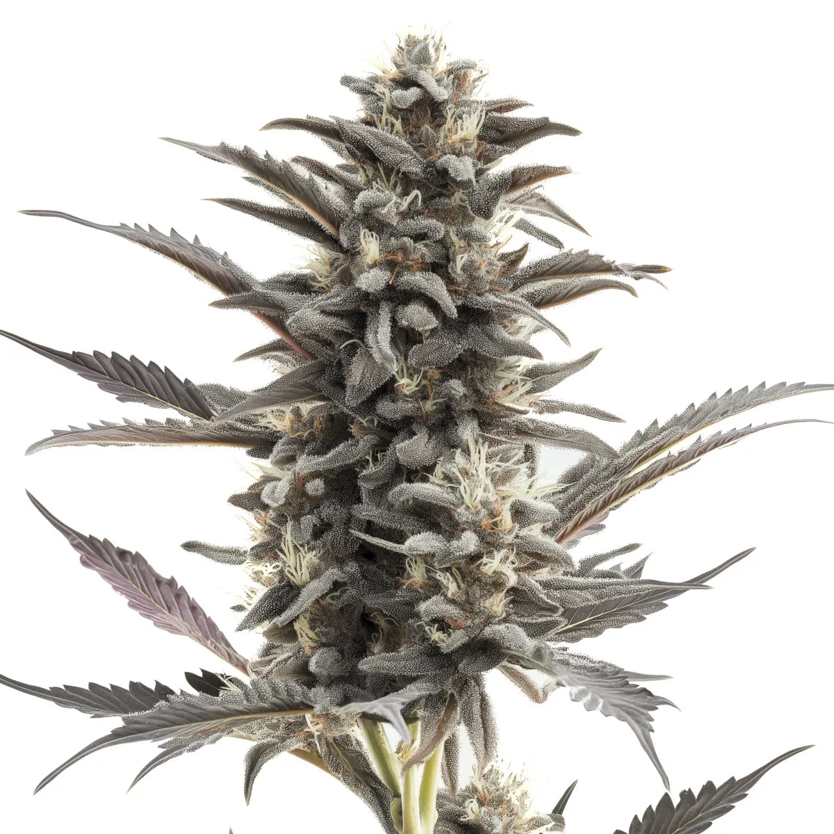 Purple Punch Auto — image 2