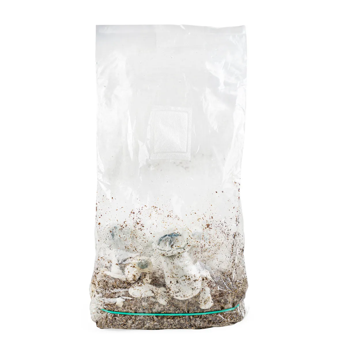 Sac Ready-2-Grow 'APE' — image 3