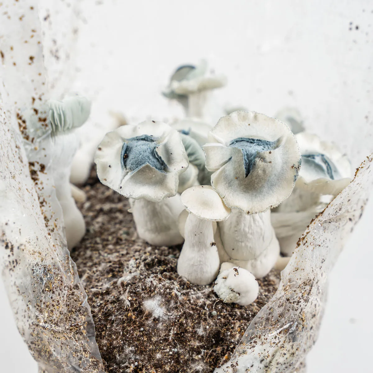 Sac Ready-2-Grow 'APE' — image 4