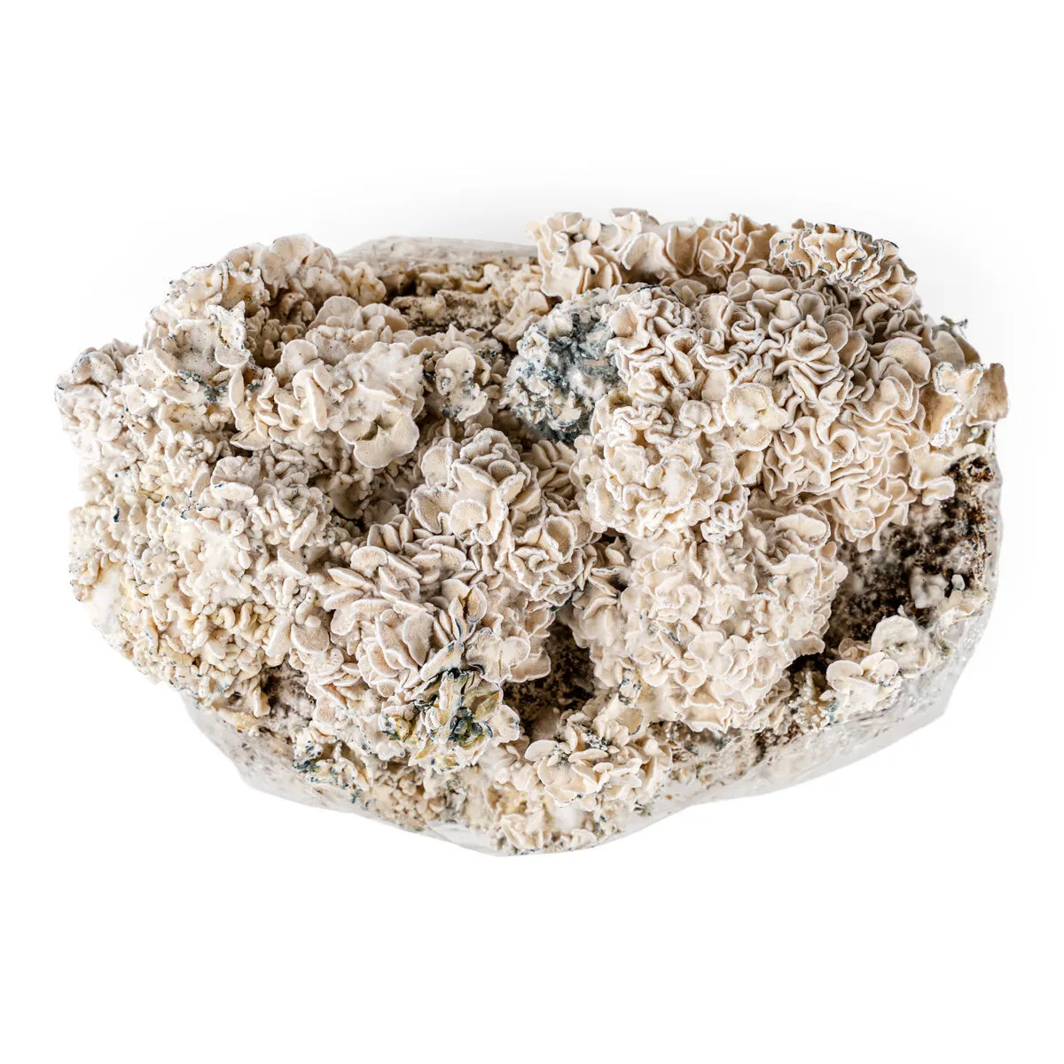 Sachet Ready-2-Grow 'Enigma' — image 2