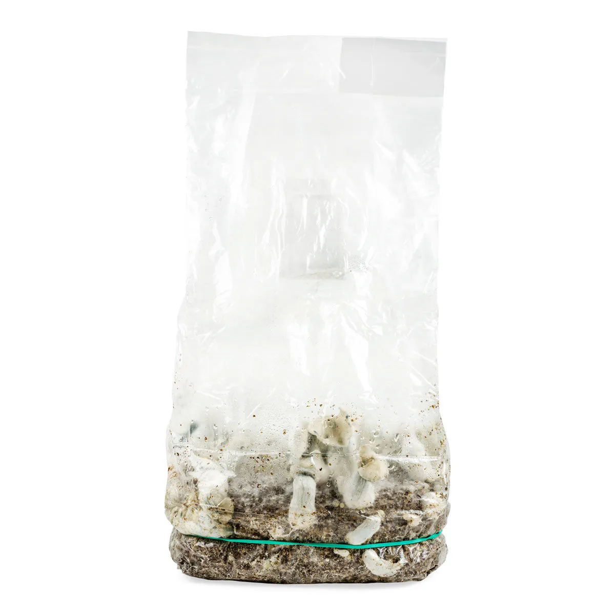 Sac Ready-2-Grow 'Jack Rabbit' — image 2