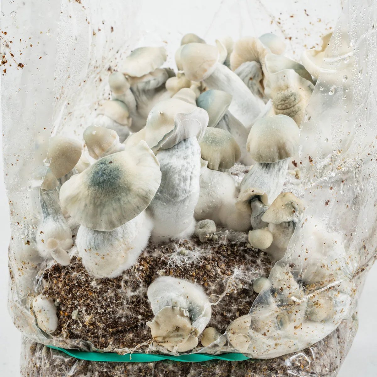 Sac Ready-2-Grow 'Jack Rabbit' — image 3