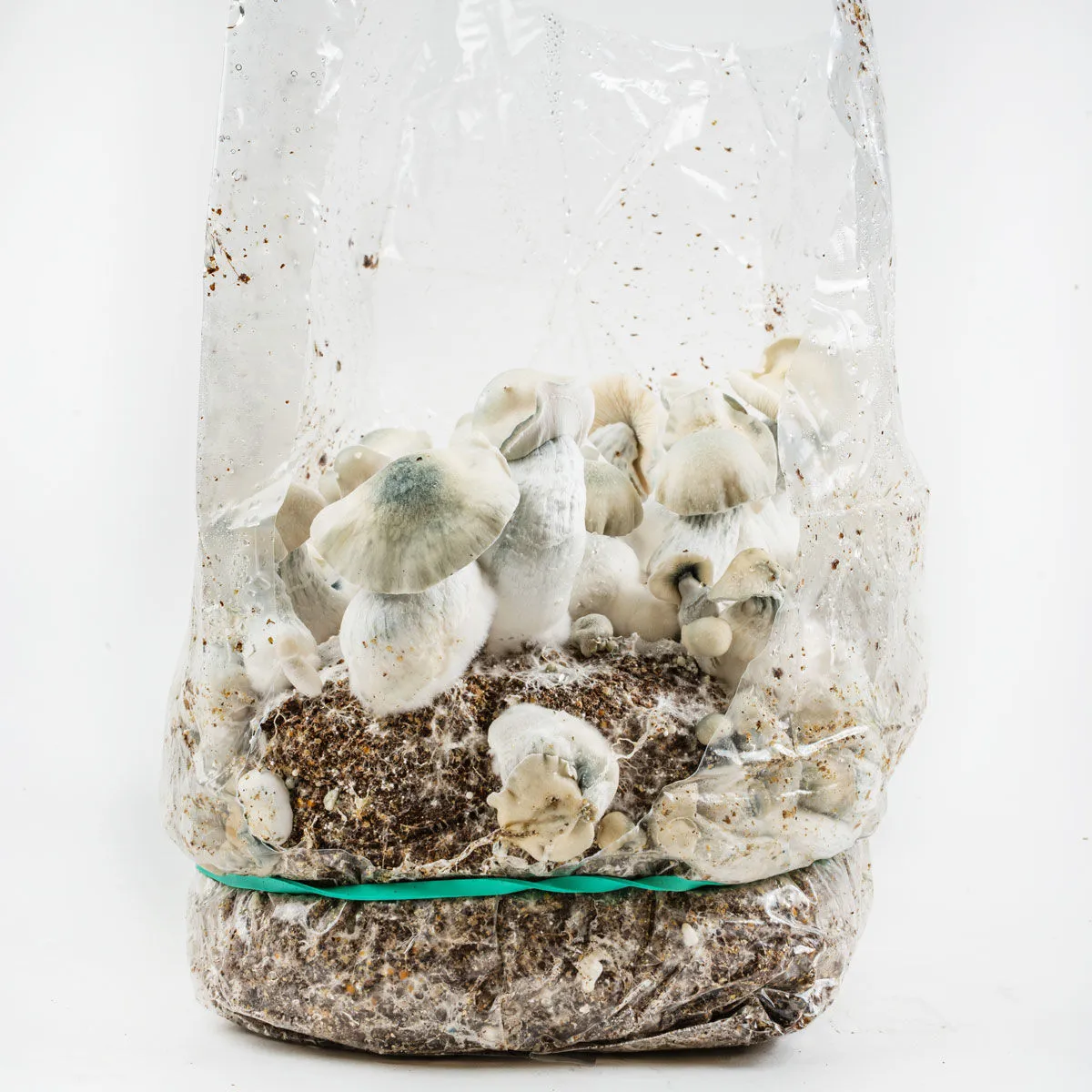 Sac Ready-2-Grow 'Jack Rabbit' — image 4