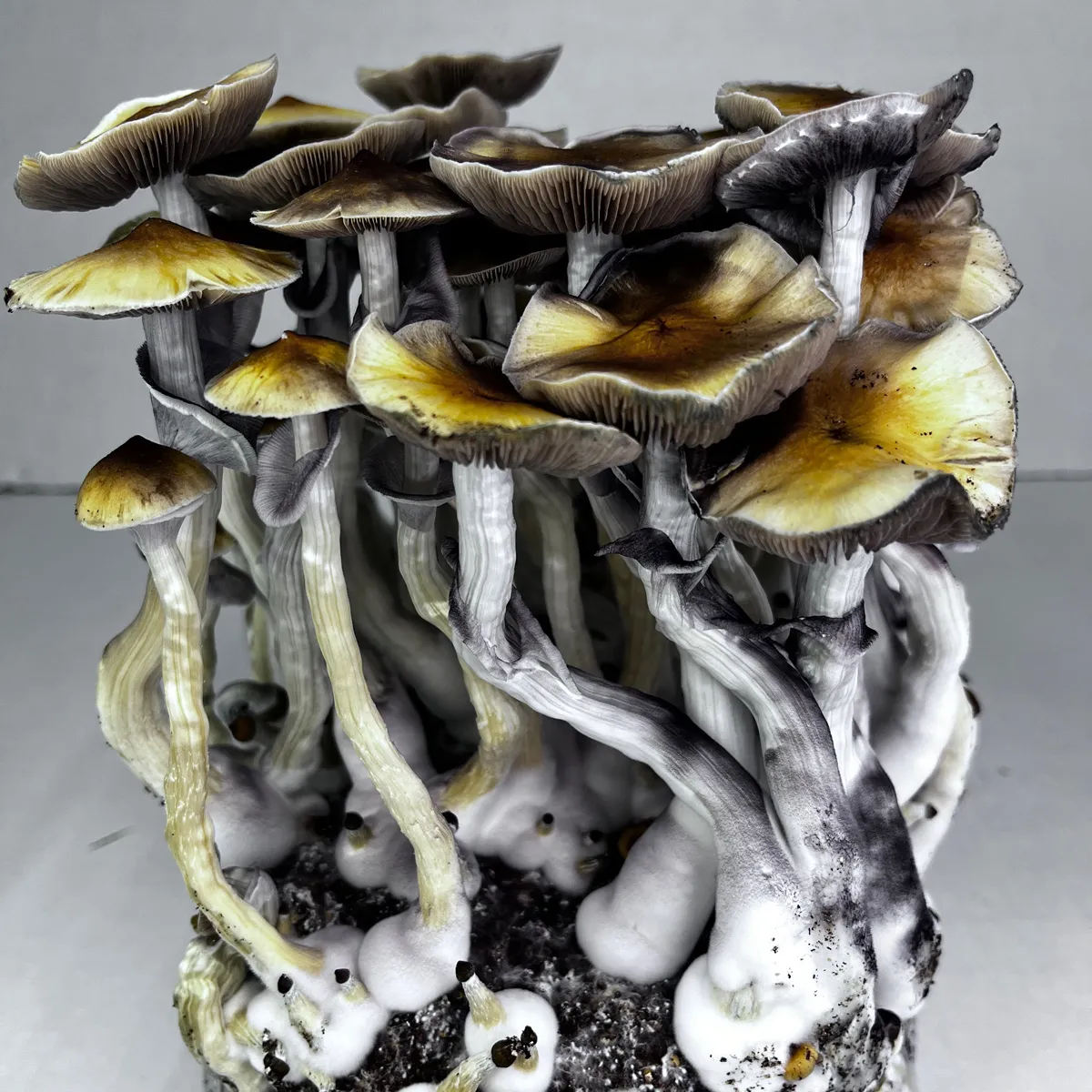 Sac Ready-2-Grow 'McKennaii' — image 2