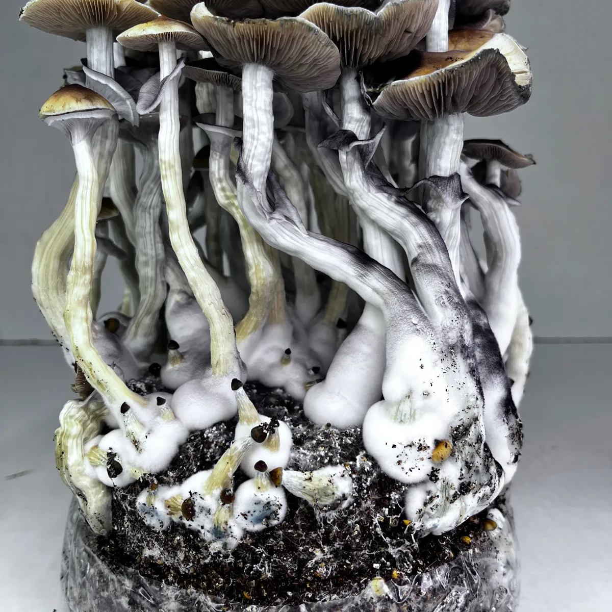Sac Ready-2-Grow 'McKennaii' — image 3