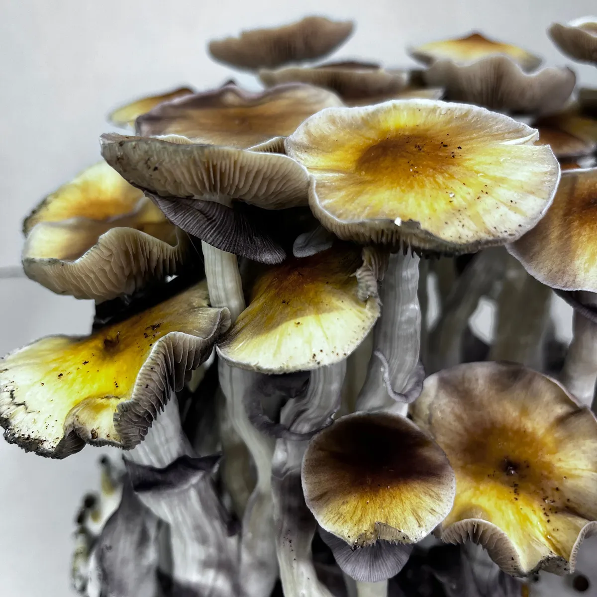 Sac Ready-2-Grow 'McKennaii' — image 4