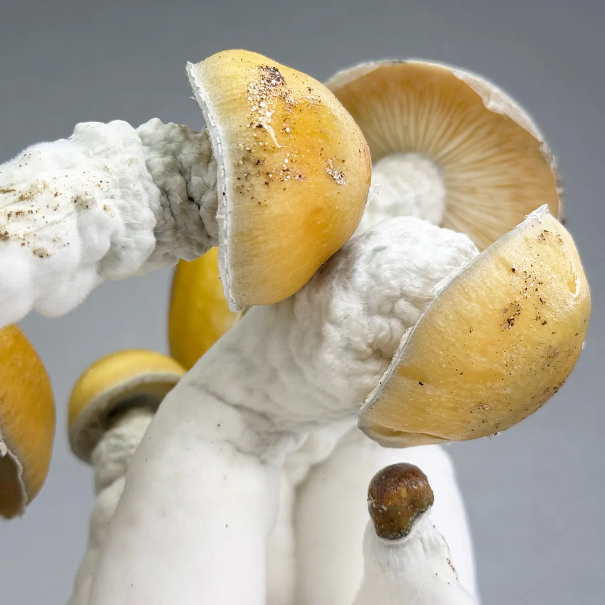 Sac de culture Ready-2-Grow 'MVP' — image 3
