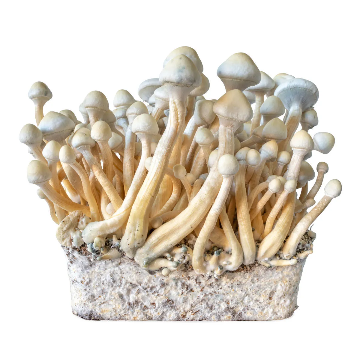 Seringue de culture liquide Rusty Whyte (Acid Shroomz) — image 2