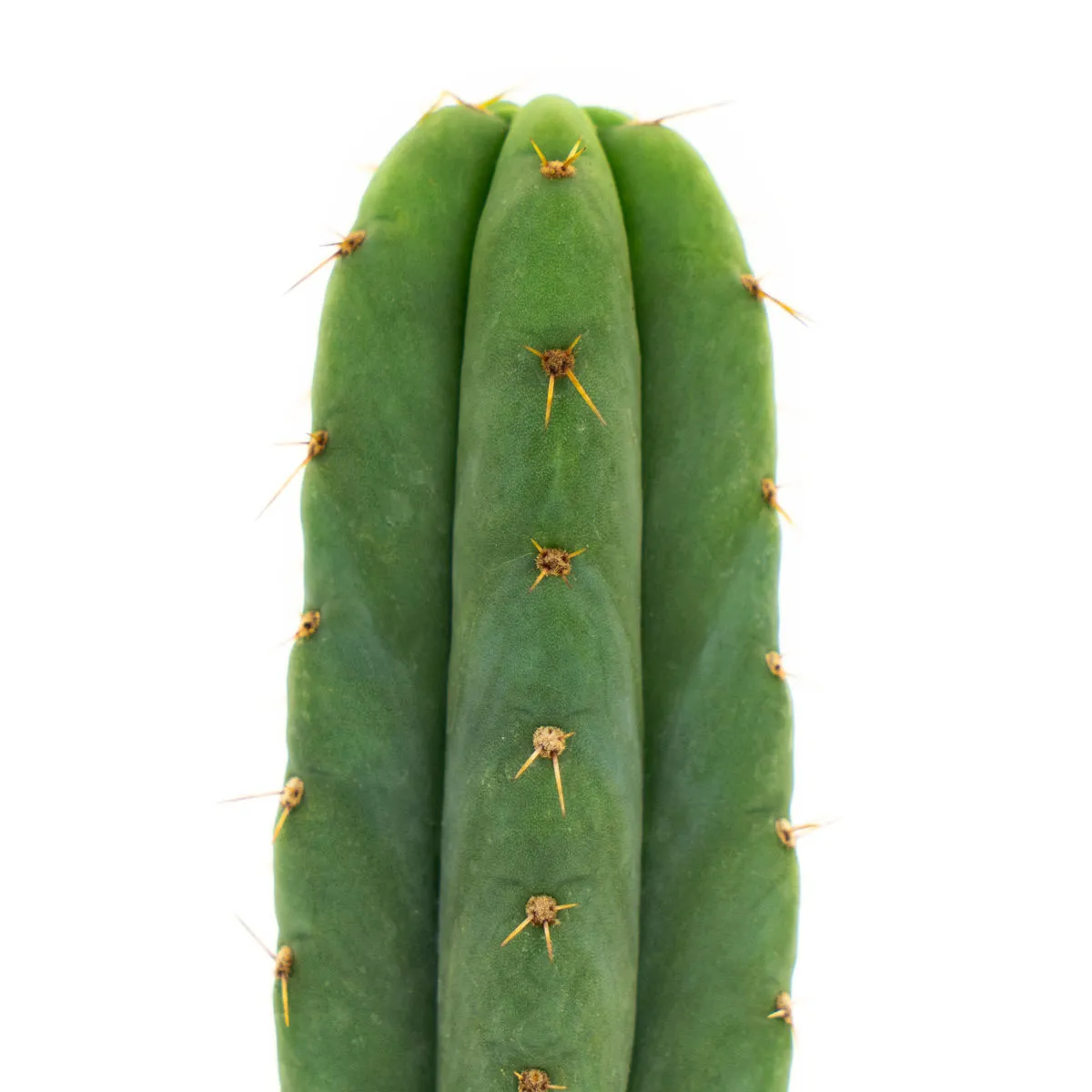San Pedro — image 3