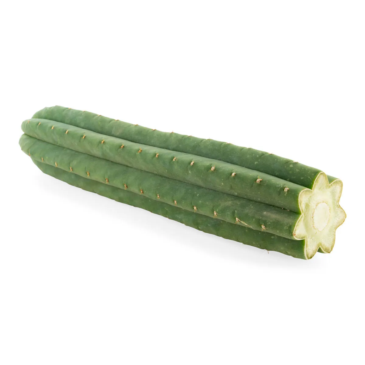 San Pedro à 7 côtes (Echinopsis pachanoi) — image 2