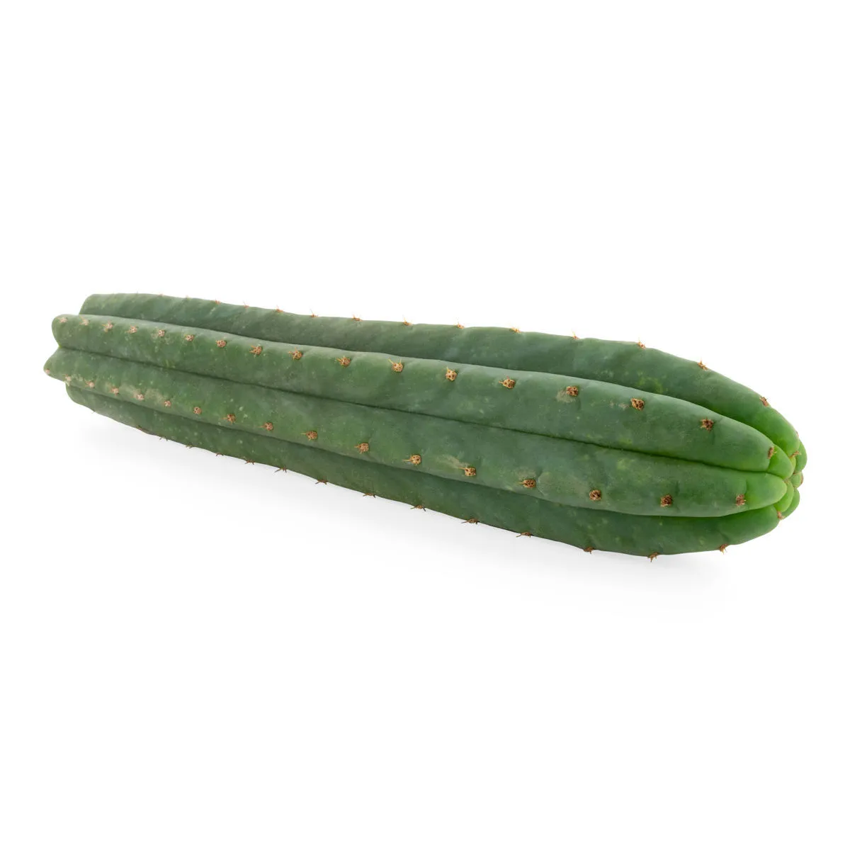 San Pedro à 7 côtes (Echinopsis pachanoi) — image 3