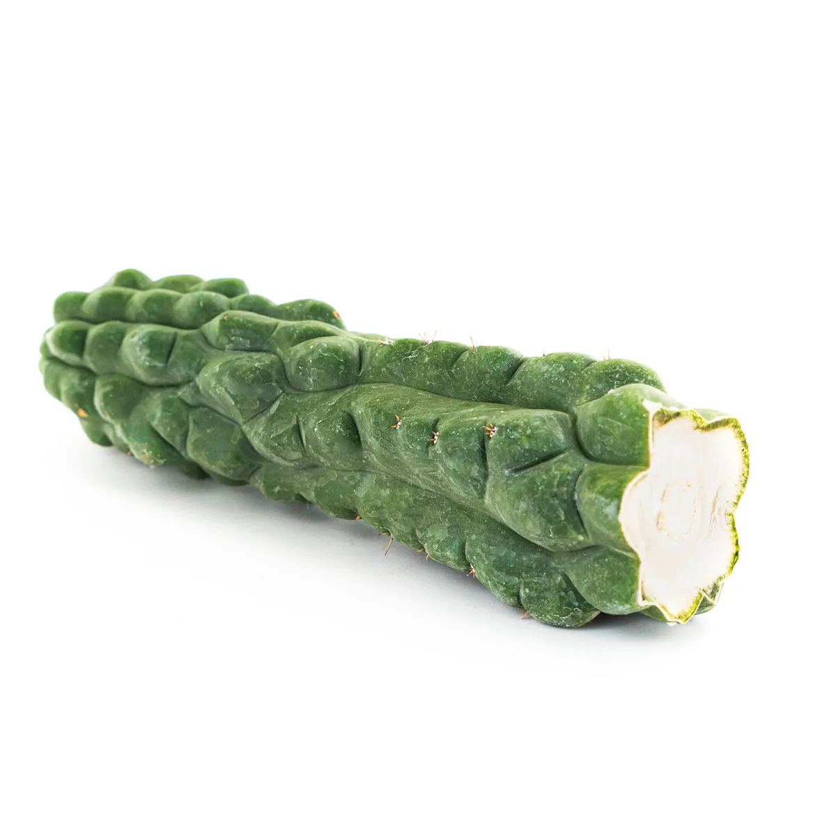 San Pedro (Echinopsis pachanoi) 'Monstrose' — image 2