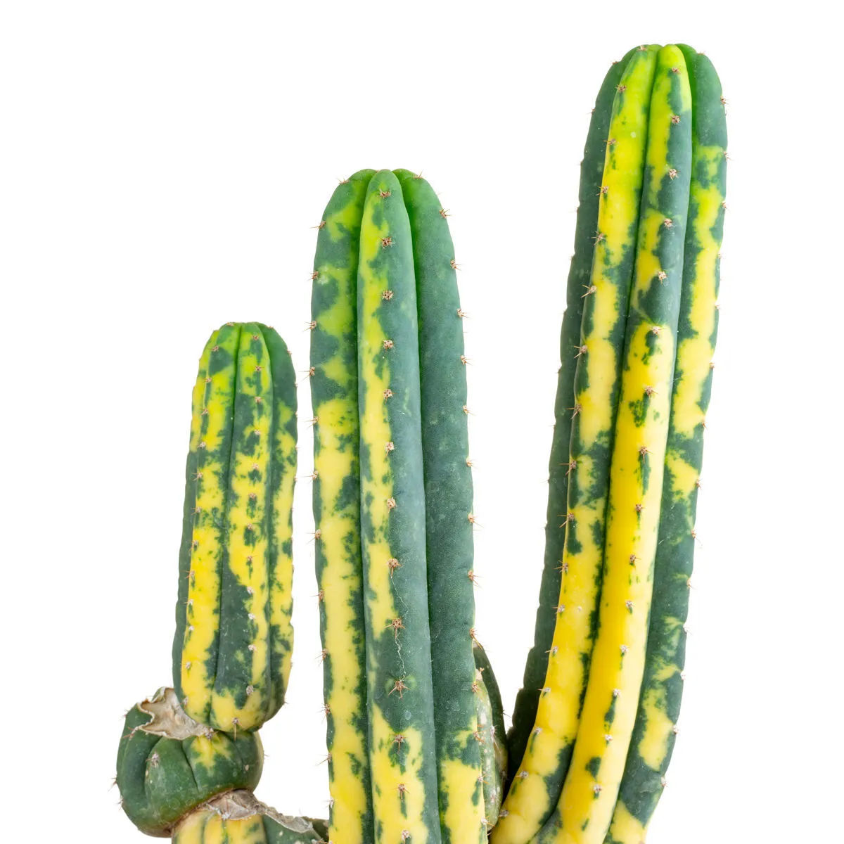 San Pedro panaché (Echinopsis pachanoi variegata) Buenavista — image 3