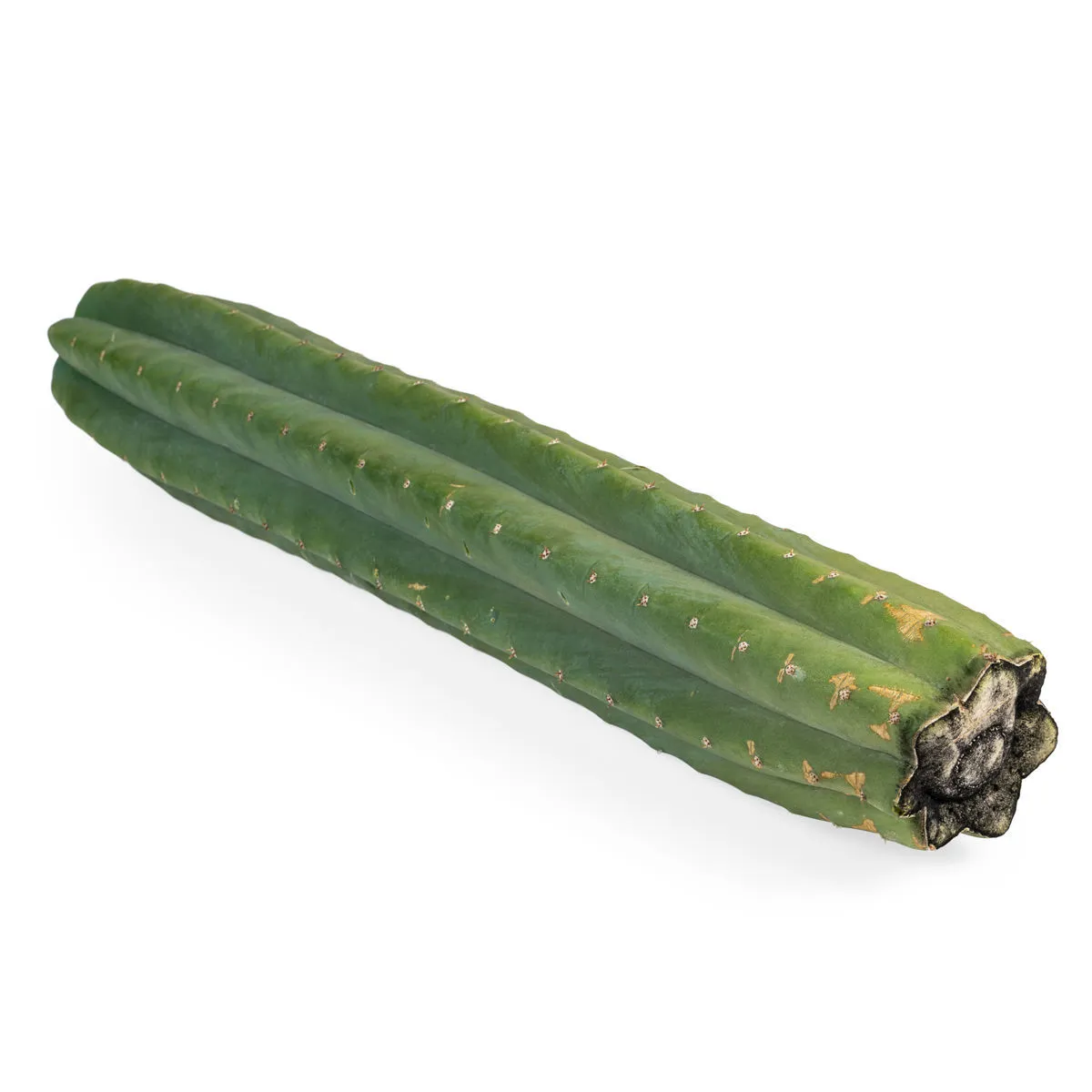 San Pedro XL (Echinopsis pachanoi) — image 2