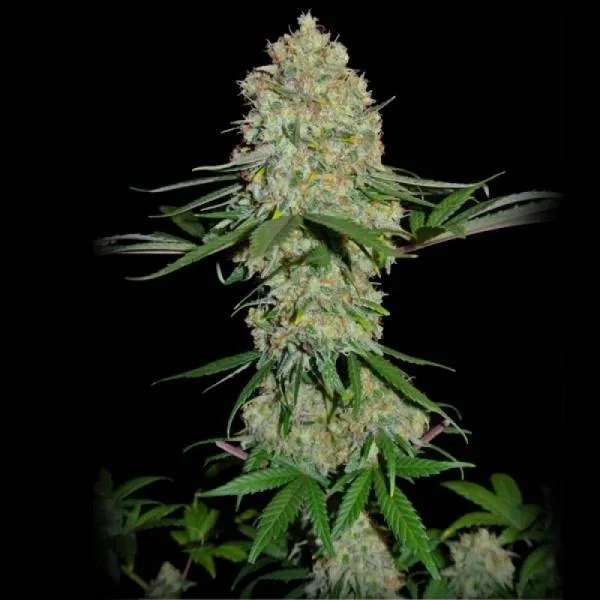 Silver Buddha Haze — image 2
