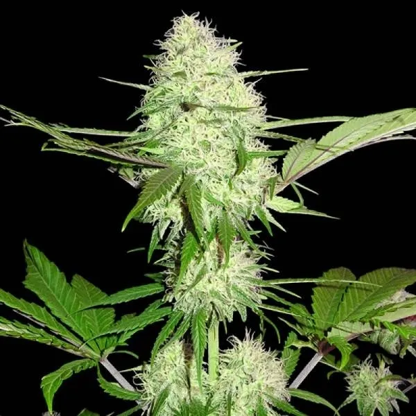 Silver Buddha Haze — image 3