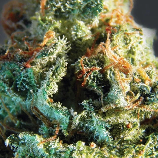 Silver Haze — image 2