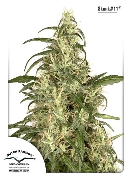 Skunk 11 — image 2