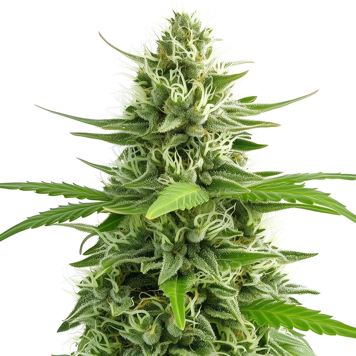 Skywalker OG — image 2