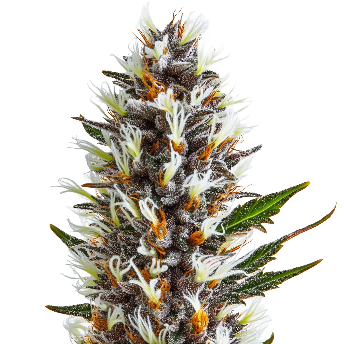 Skywalker OG Auto — image 2