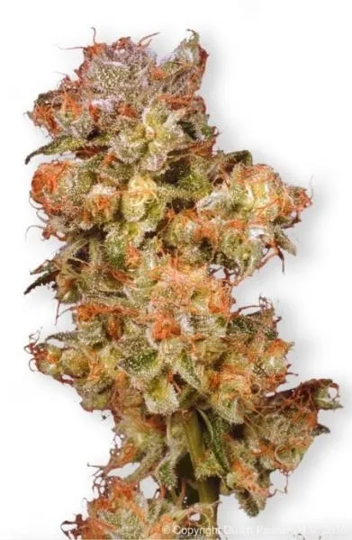 Snow Bud — image 2