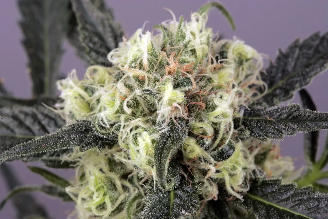 Snow Bud — image 3