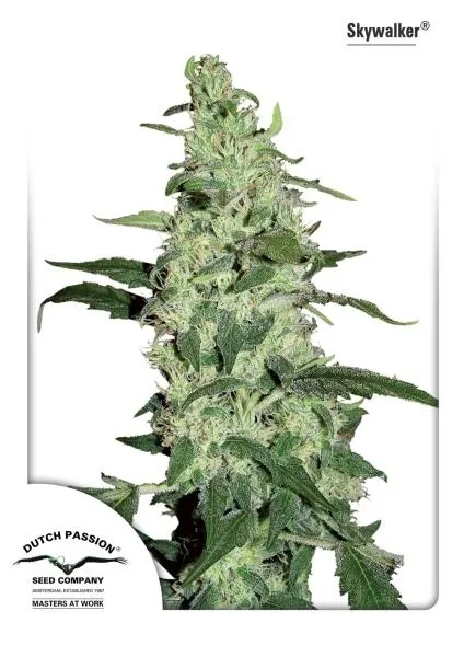 Snow Bud — image 4