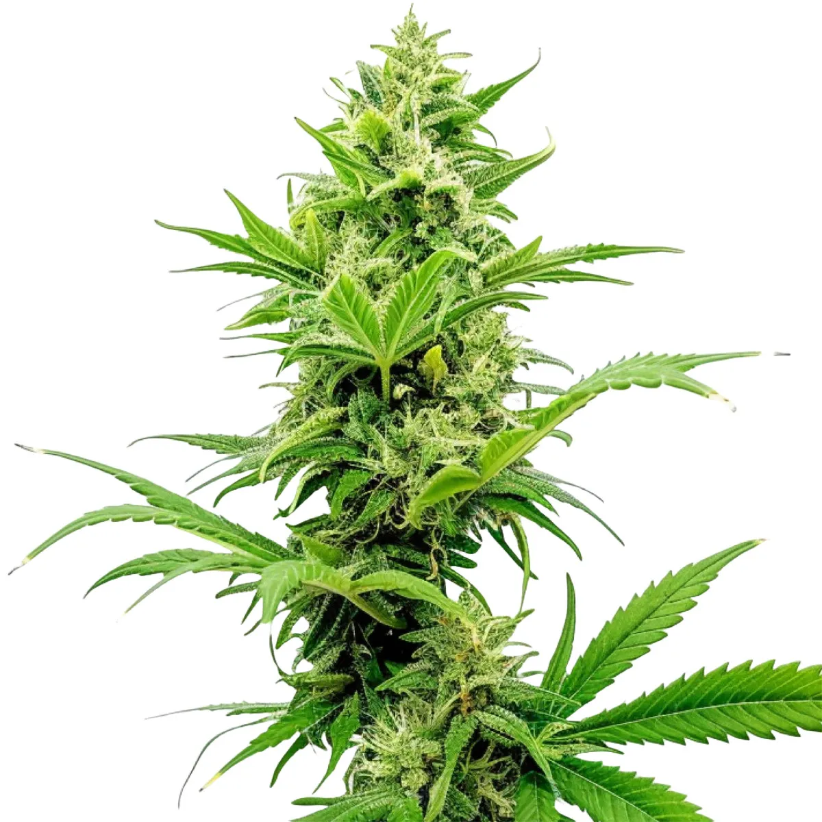 Sour Diesel Auto — image 2