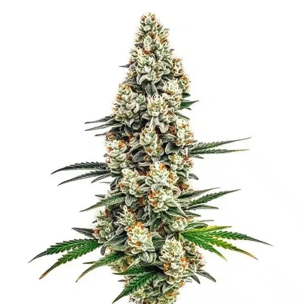 Stardawg — image 2