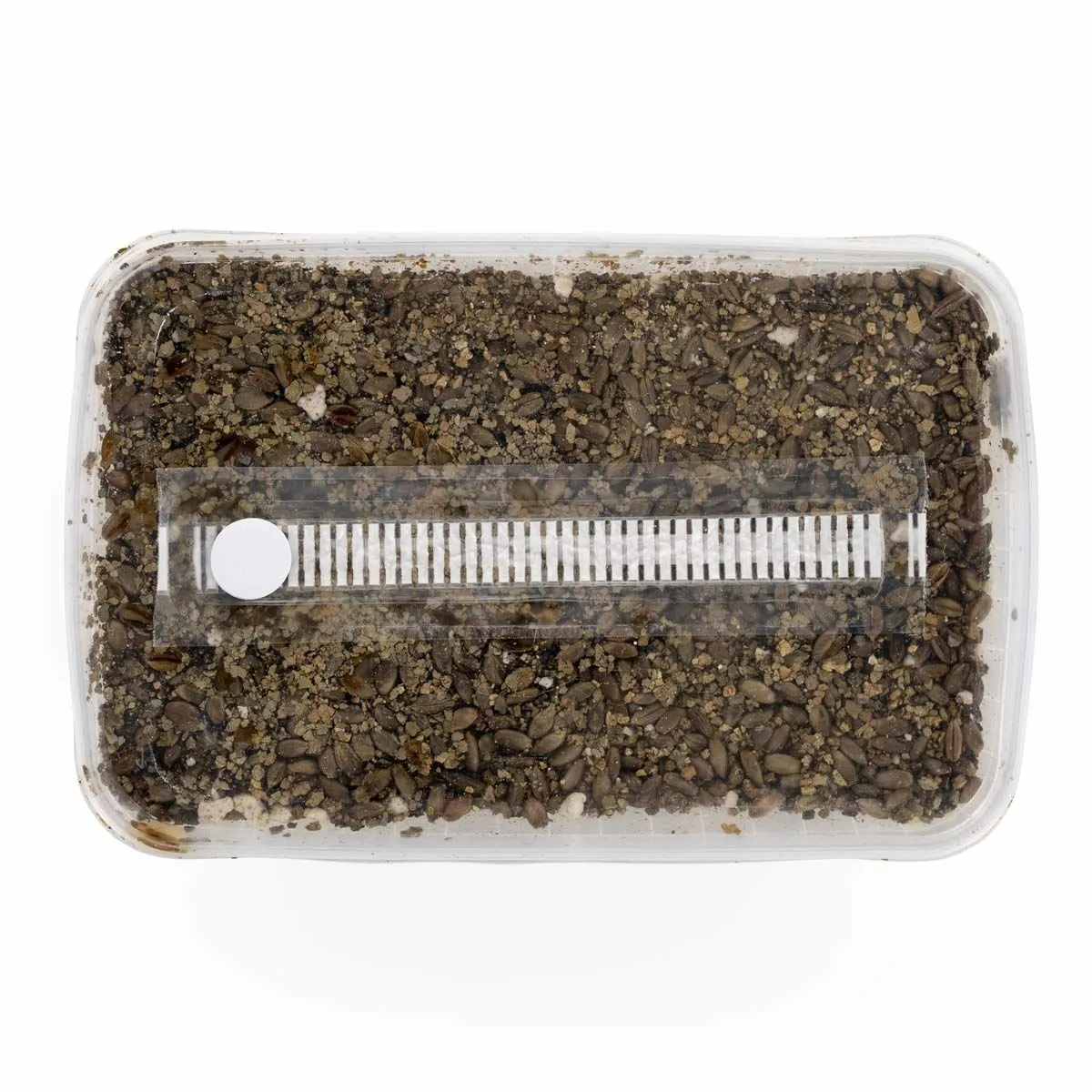 Kit de substrat stérilisé — image 2