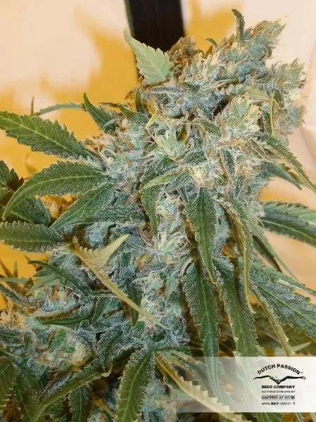 Strawberry Cough — image 2