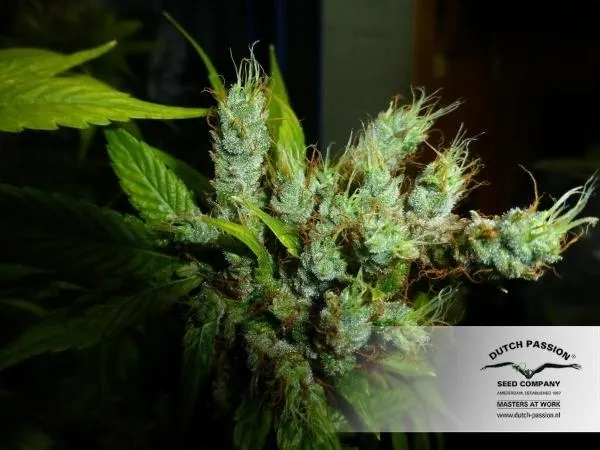Strawberry Cough — image 3