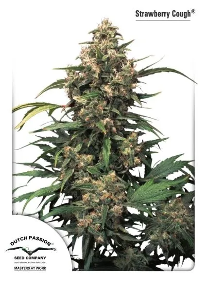 Strawberry Cough — image 4