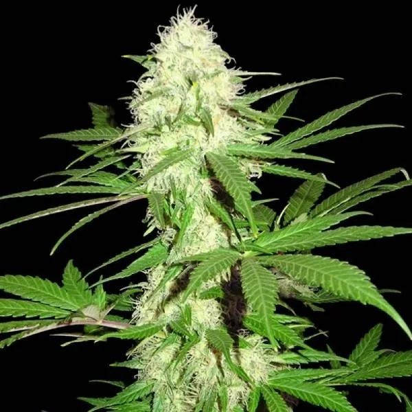 Sumo's Big Bud — image 2